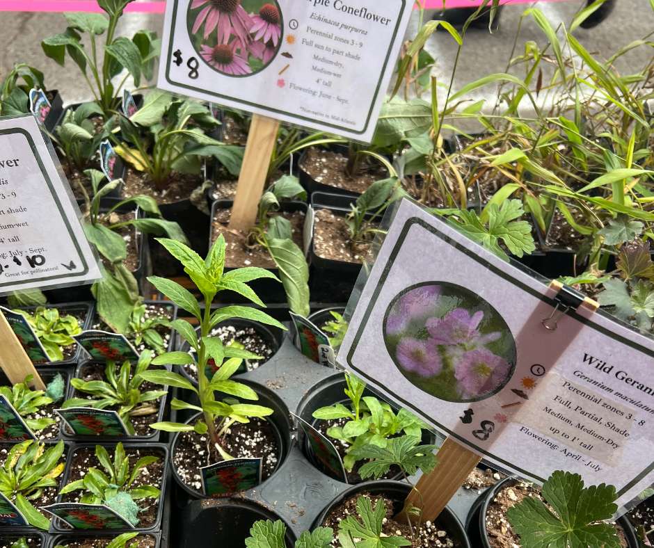 A group of plants with signs on them.