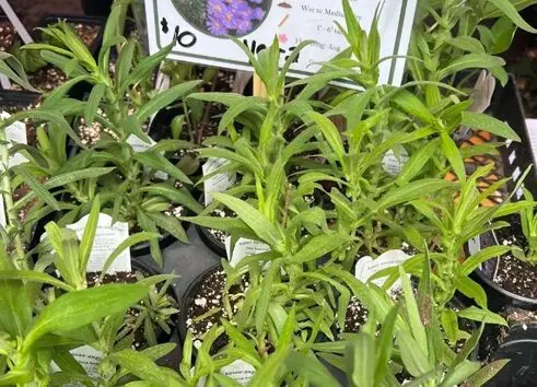 A close up of plants with purple flowers