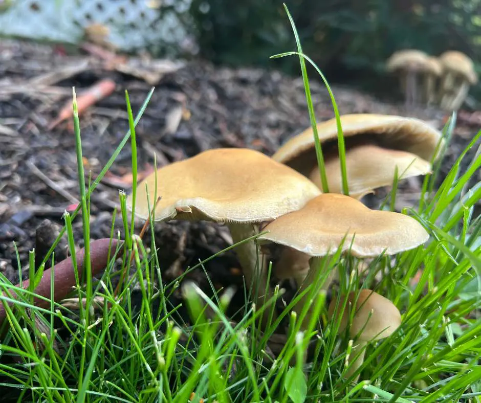 A group of mushrooms in the grass near some rocks.