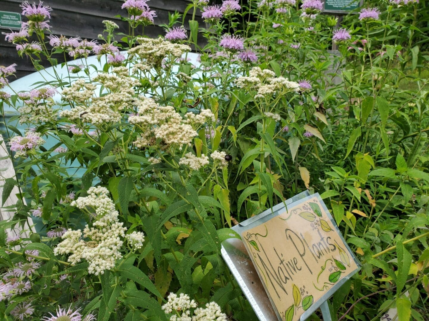 A sign in front of some plants with flowers