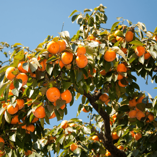 American Persimmon (Diospryos virginiana)