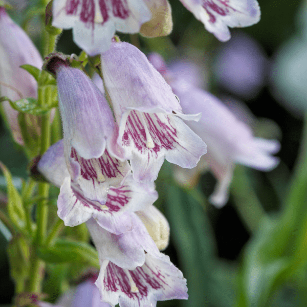 Foxglove Beardtongue (Penstemon digitalis)