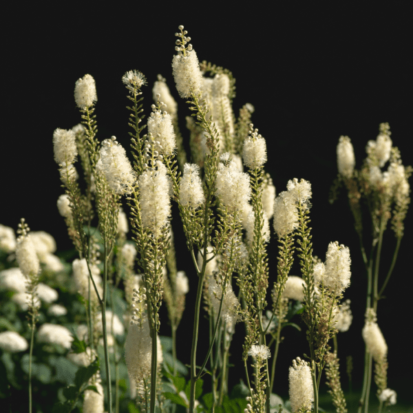 Black Cohosh (Actaea racemosa)