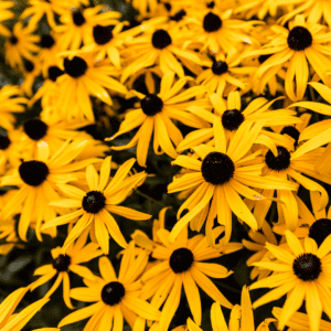 Vibrant yellow flowers with dark centers.