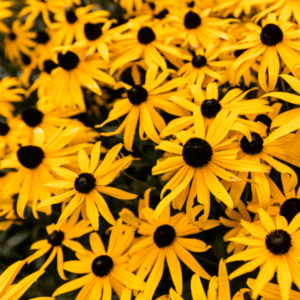 Black Eyed Susan (Rudbeckia hirta)