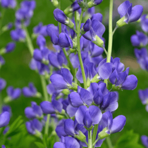Purple flowering plants with green foliage.