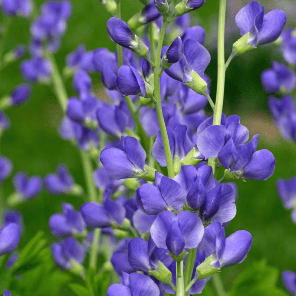 Blue Wild Indigo (Baptisia australis)