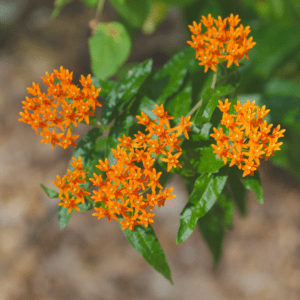 Orange flowers with green leaves.