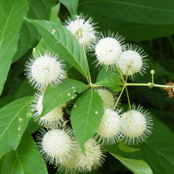 Buttonbush (Cephalanthus accidentalis)