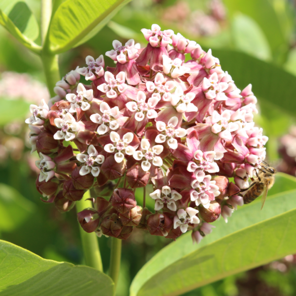 Common Milkweed (Asclepias syriaca)