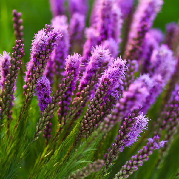 Dense Blazing Star (Liatris spicata)