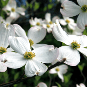 White flowers with yellow centers blooming.