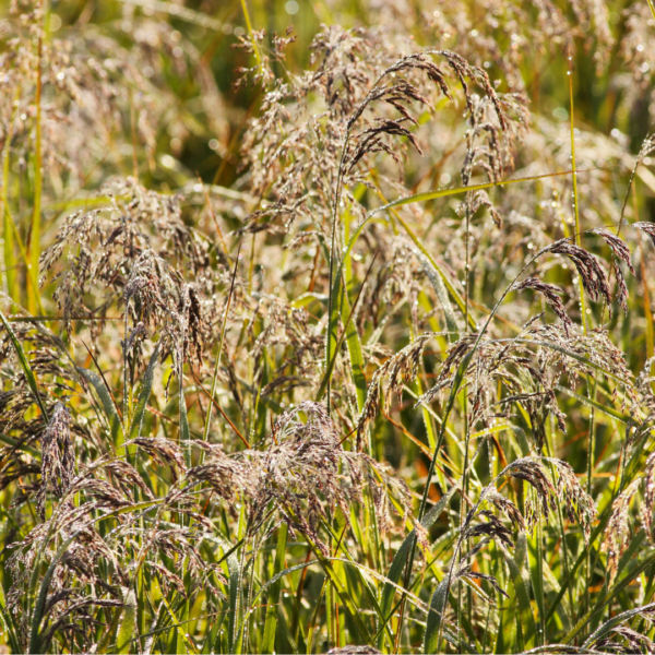 Little Bluestem (Schizachyrium scoparium)