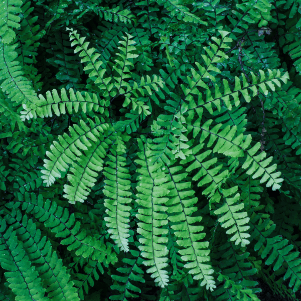 Maidenhair Fern (Adiantum pedatum)