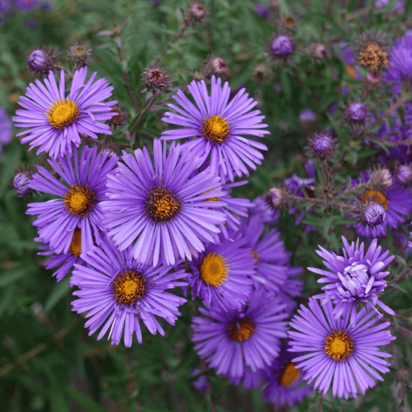 New England Aster (Aster novae-angliae)