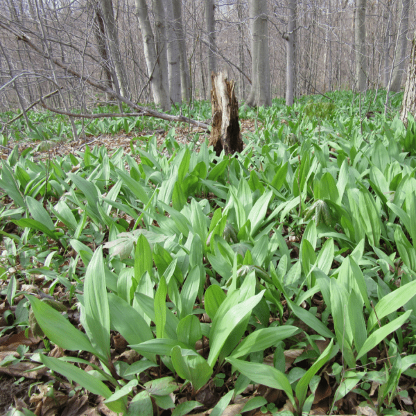 Ramps - Wild Leeks (Allium tricoccum)