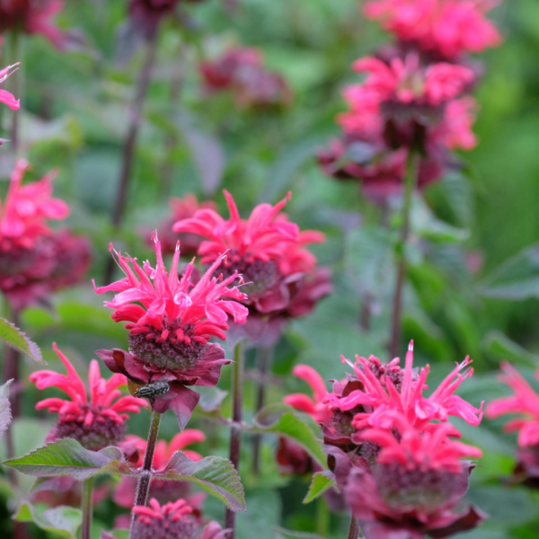 Scarlet Beebalm (Monarda didyma)