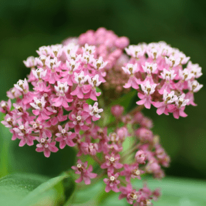 Pink flowers with small white accents.