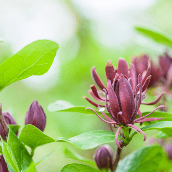 Sweet Shrub (Calycanthus floridus)