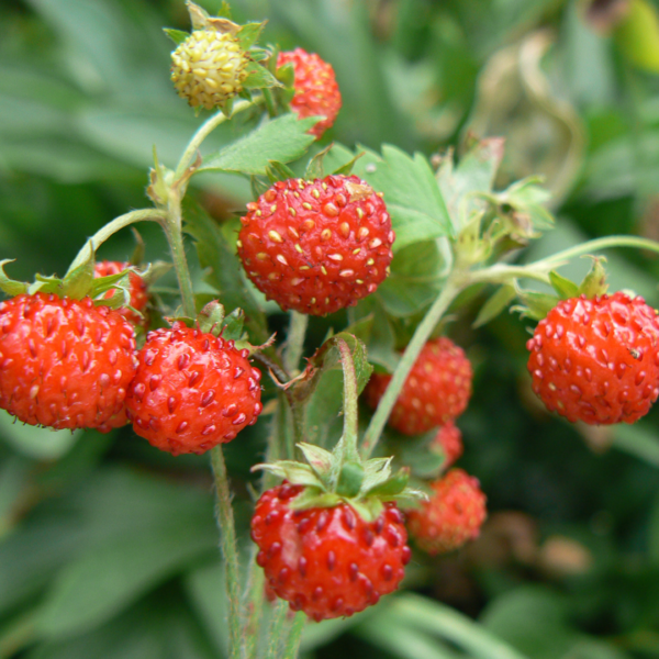 Woodland Strawberry (Fragaria vesca)