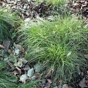 Appalachian Sedge (Carex appalachia)