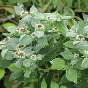 Clustered Mountain Mint (Pycnanthemum muticum)