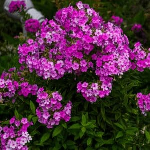 Garden Phlox (Phlox paniculata)