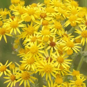 Golden Ragwort (Packera aurea)