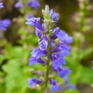 Great Blue Lobelia (Lobelia siphilitica)