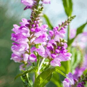 Obedient Plant (Physostegia virginiana)