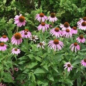 Purple Coneflower (Echinacea purpurea)
