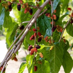 Red Mulberry (Morus rubra)
