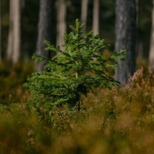 Red Spruce (Picea rubens)