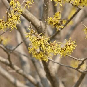 Witch Hazel (Hamamelis virginiana)