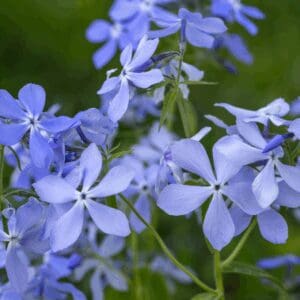 Woodland Phlox (Phlox divaricata)