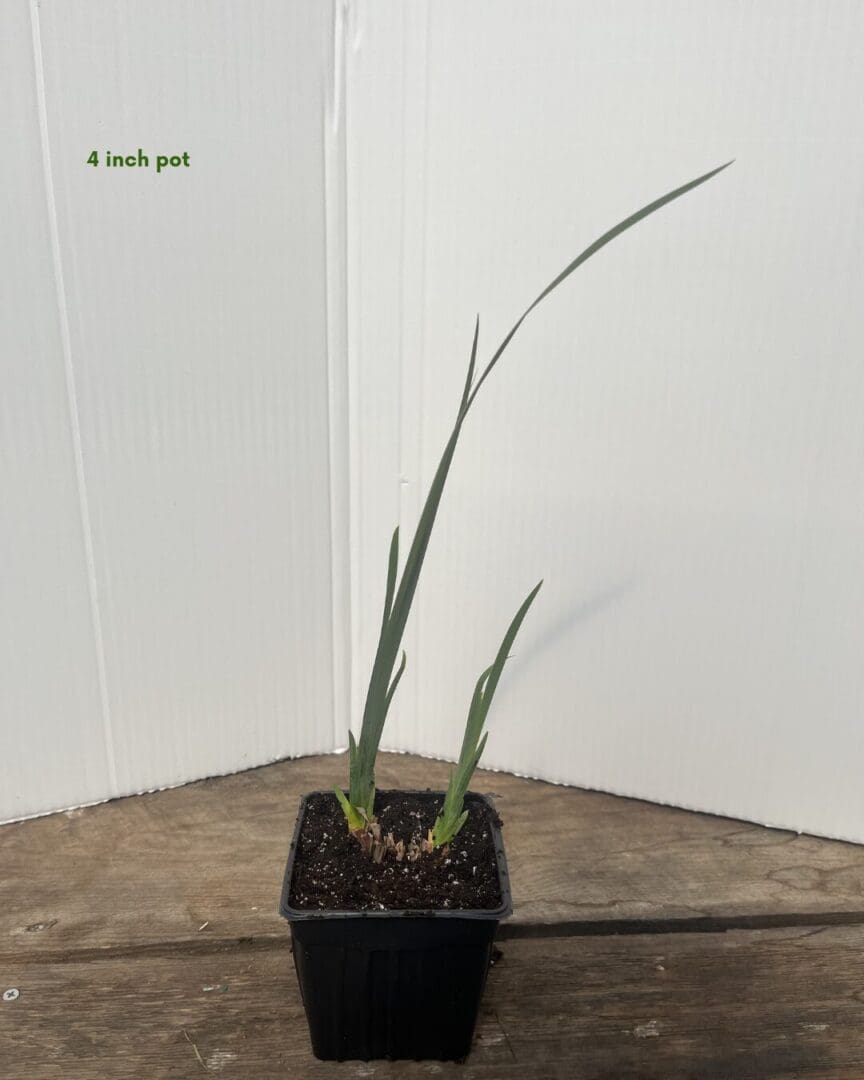 Northern Blue Flag Iris (Iris versicolor) - Image 3