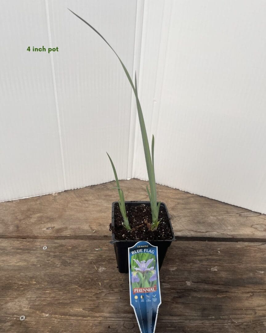 Northern Blue Flag Iris (Iris versicolor) - Image 2