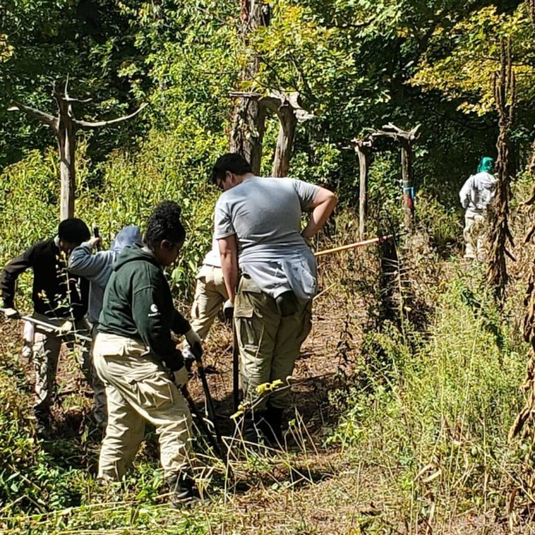 Americorp members in the woods performing conservation tasks