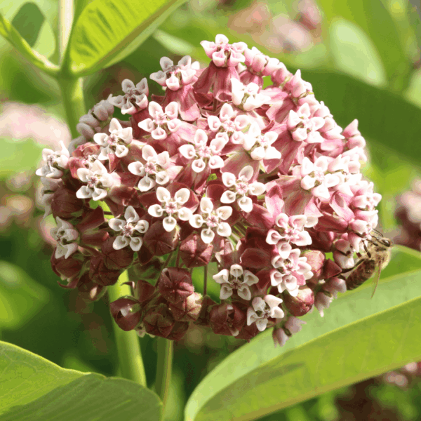 Common Milkweed (Asclepias syriaca)