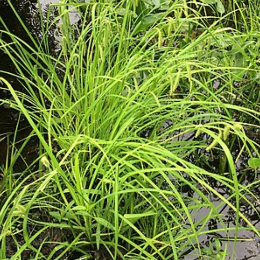 Fringed Sedge (Carex crinita)