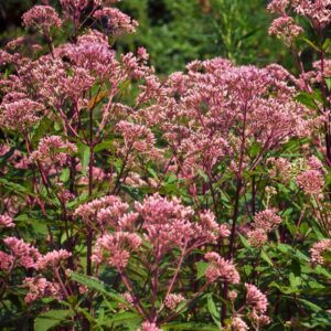 ‘Little Joe’ Joe Pye Weed (Eutrochium dubium 'Little Joe')