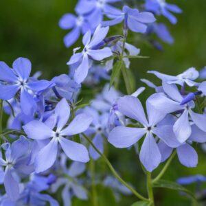 Woodland Phlox (Phlox divaricata)